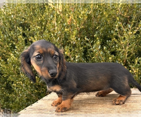 Medium Photo #1 Dachshund Puppy For Sale in MIDDLEBURY, IN, USA