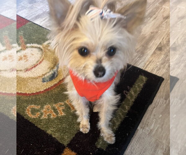 Medium Photo #4 Mutt Puppy For Sale in Allentown,, PA, USA