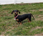 Small #3 Dachshund