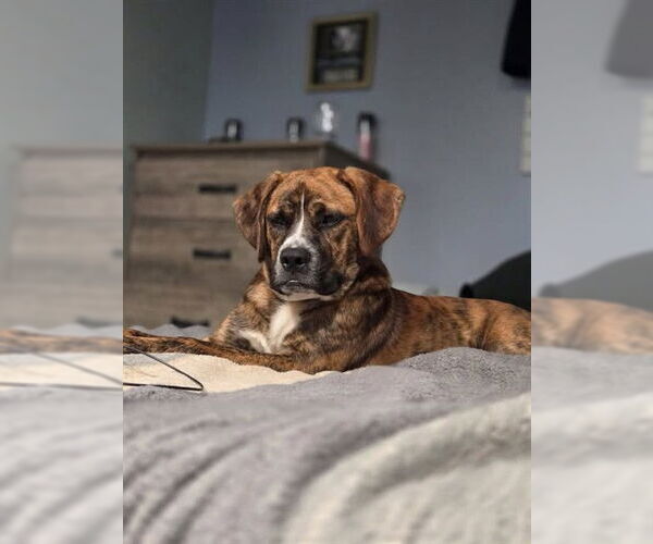 Medium Photo #3 Plott Hound-Unknown Mix Puppy For Sale in Louisville, KY, USA