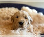 Small #12 Golden Retriever
