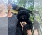 Small Photo #1 Aussiedoodle Puppy For Sale in TEMPLE, GA, USA