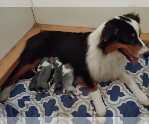 Mother of the Australian Shepherd puppies born on 11/28/2024