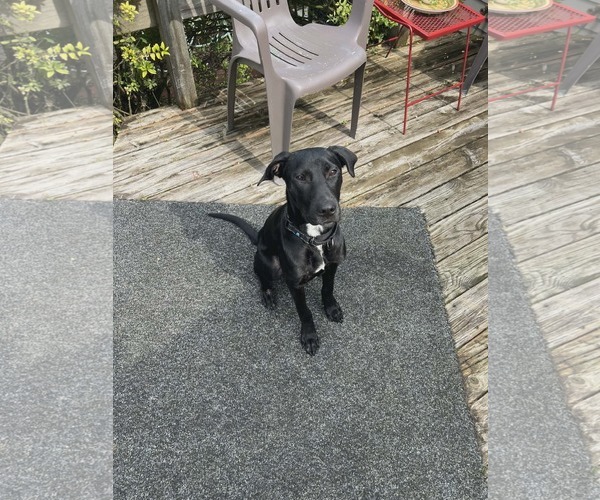 Medium Photo #4 Mutt Puppy For Sale in Sheboygan, WI, USA