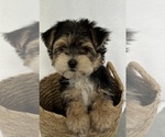 Small Photo #2 Morkie Puppy For Sale in CORNERSVILLE, TN, USA
