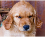 Small Photo #20 Golden Retriever Puppy For Sale in WAKARUSA, IN, USA