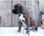 Small #4 Boxer