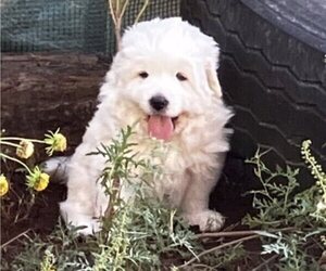 Great Pyrenees Puppy for sale in MULLIN, TX, USA