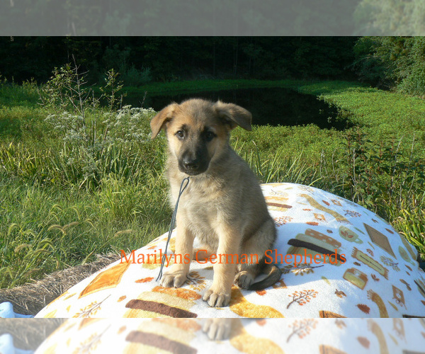 Medium Photo #3 German Shepherd Dog Puppy For Sale in PIEDMONT, MO, USA
