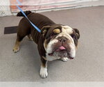 Small Bulldog Mix