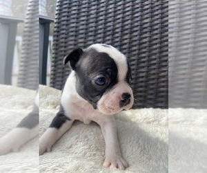 Boston Terrier Puppy for sale in CHARLOTTESVILLE, VA, USA