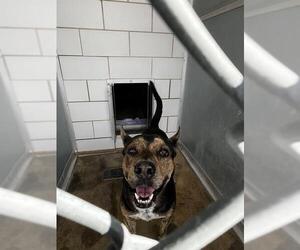 German Shepherd Dog-Unknown Mix Dogs for adoption in Pearland, TX, USA