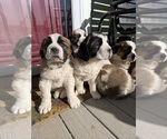 Small #2 Saint Bernard