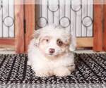 Small Photo #2 F2 Aussiedoodle Puppy For Sale in NAPLES, FL, USA