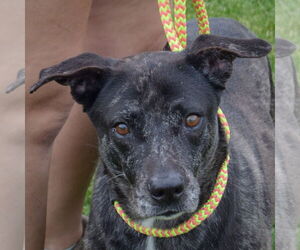 Plott Hound-Unknown Mix Dogs for adoption in Huntley, IL, USA
