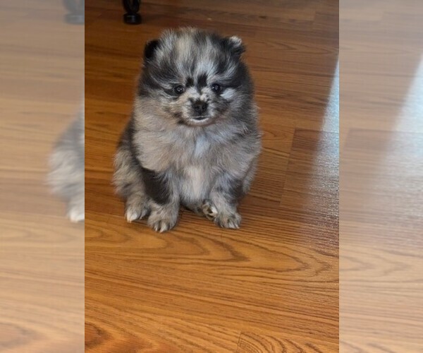 Medium Photo #1 Pomeranian Puppy For Sale in INDIANAPOLIS, IN, USA