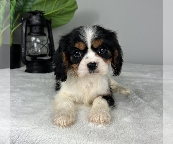 Medium Photo #6 Cavalier King Charles Spaniel Puppy For Sale in FRANKLIN, IN, USA