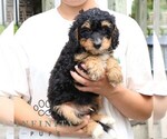 Small #2 Bernedoodle (Miniature)