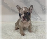 Puppy 3 French Bulldog