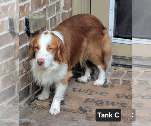 TX/Tank Fritz (LA) - Male Brittany-Colonial Cocker Spaniel Mix Dog for Adoption - Photo #9