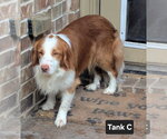Small Photo #9 Brittany-Colonial Cocker Spaniel Mix Puppy For Sale in Curwensville, PA, USA