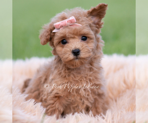 Medium Maltipoo (Miniature)