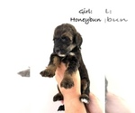 Puppy Pup10 Honeybun Bernedoodle