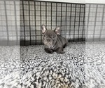 Small #1 French Bulldog