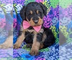 Small Photo #6 Rottle Puppy For Sale in KIRKWOOD, PA, USA