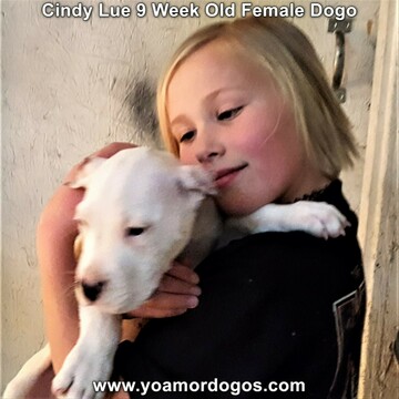 Medium Photo #80 Dogo Argentino Puppy For Sale in PINEVILLE, MO, USA
