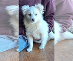 Small Photo #2 Pomeranian-Unknown Mix Puppy For Sale in Vernon, IN, USA