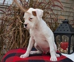 Small Photo #11 Boxer Puppy For Sale in GOSHEN, IN, USA