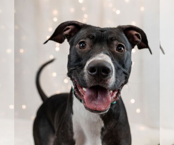 Medium Photo #1 Labrador Retriever-Unknown Mix Puppy For Sale in Princeton, MN, USA