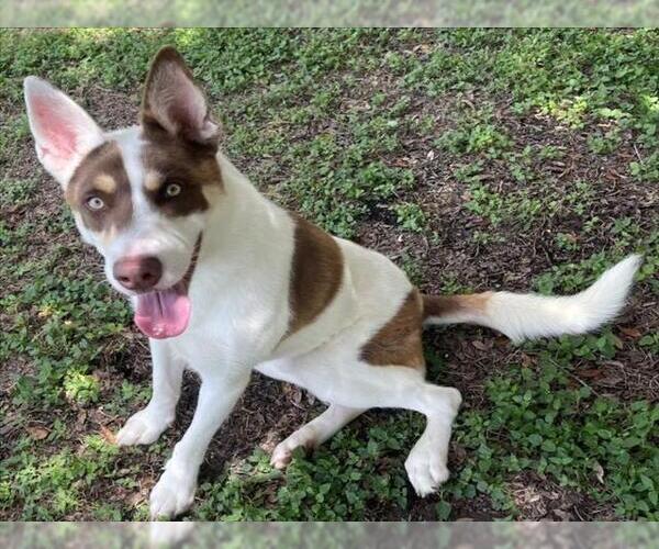 Medium Photo #2 Huskies -Unknown Mix Puppy For Sale in Texas City, TX, USA