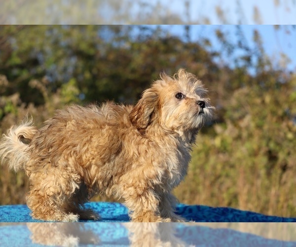 Medium Photo #29 ShihPoo Puppy For Sale in DYERSBURG, TN, USA