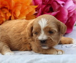 Small Photo #9 ShihPoo Puppy For Sale in THORP, WI, USA