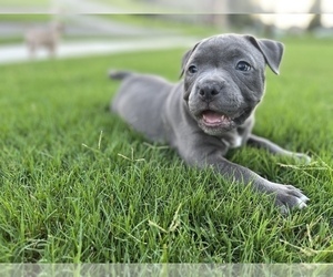 American Bully Puppy for Sale in DACULA, Georgia USA