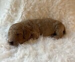 Puppy Mr Brown Goldendoodle (Miniature)