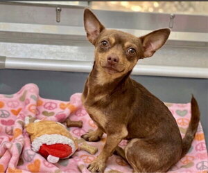 Chihuahua Dogs for adoption in Holly Springs, NC, USA