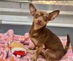 Benny - Male Chihuahua Dog for Adoption - Small photo