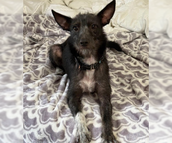 Medium Photo #2 Mutt Puppy For Sale in Brooklyn Center, MN, USA