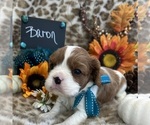 Small #1 Cavalier King Charles Spaniel