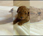Small #3 Goldendoodle (Miniature)