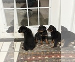 Puppy Puppy 9 Rottweiler