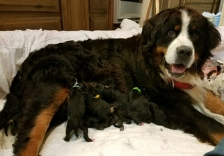 Mother of the Bernedoodle puppies born on 06/06/2018