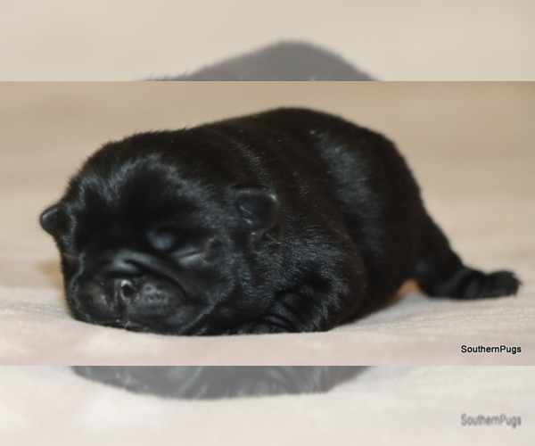 Medium Photo #8 Pug Puppy For Sale in WINNSBORO, TX, USA