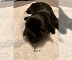 Small Photo #3 Shih Tzu Puppy For Sale in LONGWOOD, FL, USA