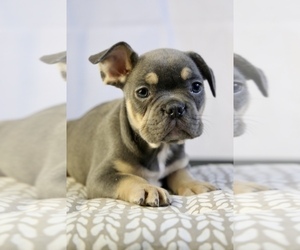 French Bulldog Puppy for sale in BROOKLYN, NY, USA