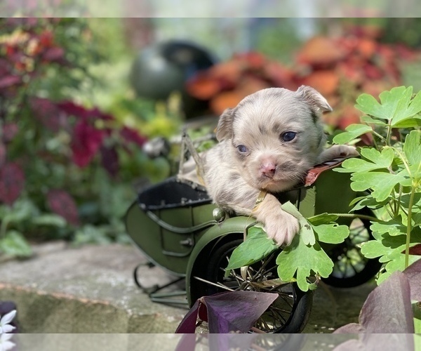 Medium Photo #16 Bullhuahua-Chihuahua Mix Puppy For Sale in RAWSONVILLE, MI, USA