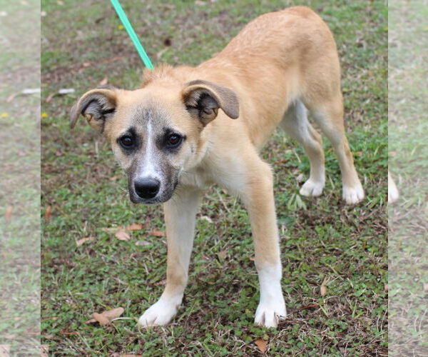 Medium Photo #4 Mutt Puppy For Sale in Prattville, AL, USA